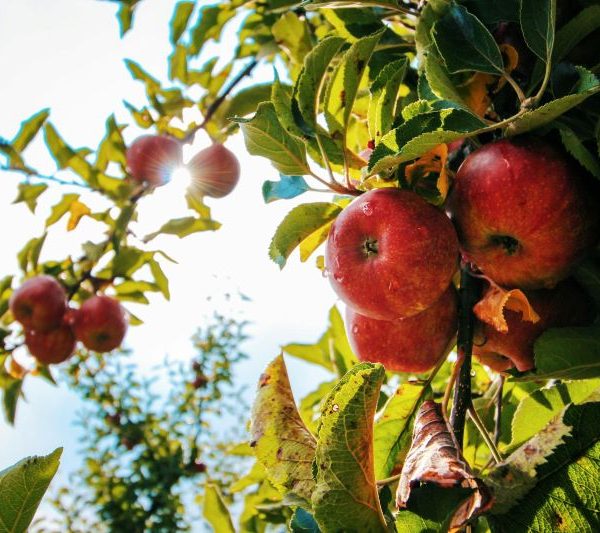 An apple tree.